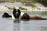 TERRE NEUVE & LANDSEER 085